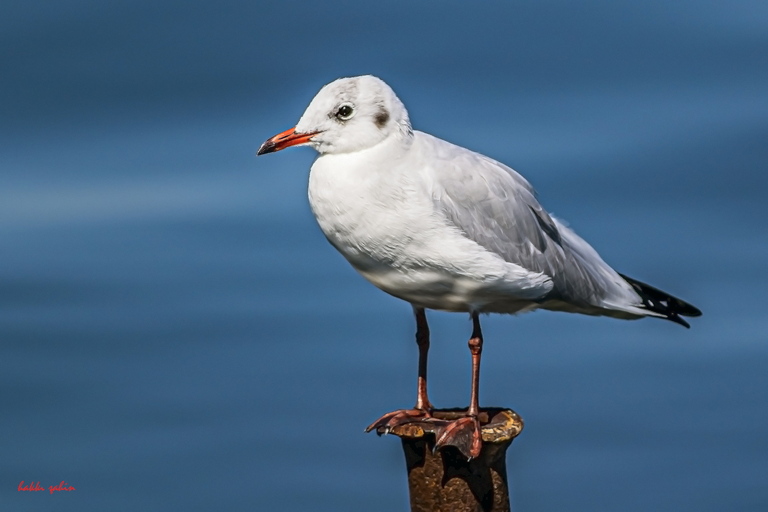 Black-headed Gull